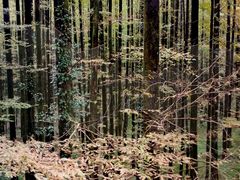 -山王坪喀斯特国家生态公园