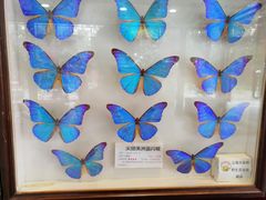 -上海大自然野生昆虫馆(东方明珠·爬宠昆虫探索中心)