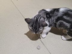 -藏猫猫咖啡主题馆(中央大道店)