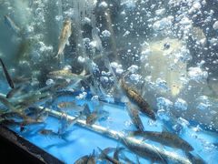 -丹江渔村(首都机场店)