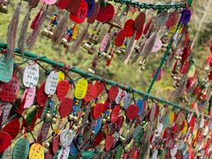 -西双版纳原始森林公园