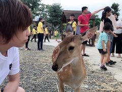 -鹿境梅花鹿生态园区