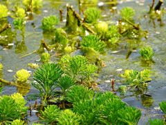 -桤木河湿地公园