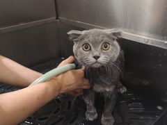 -Pets First伊珊娜洗护·精致美容·家庭式寄养(新会路店)