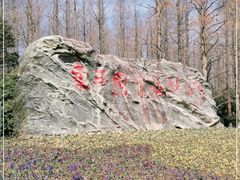 -东平国家森林公园