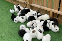 -萌宠亲子动物乐园(槐房万达店)