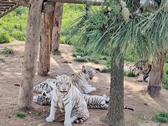 -西霞口神雕山野生动物世界