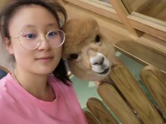 -藦茜花园宠物主题亲子互动体验馆(国顺东路店)