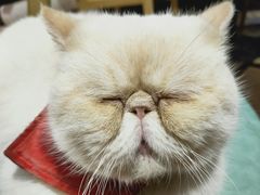 -猫色咖啡·猫咖