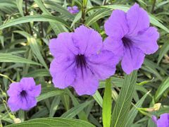 -楠溪江风景名胜区