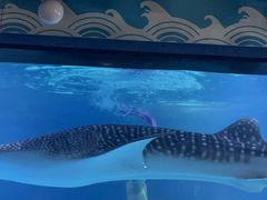 -烟台海昌鲸鲨海洋公园