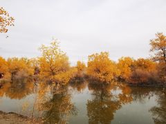 -金塔沙漠胡杨林景区