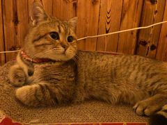 -名猫咖啡馆·撸猫·拼豆