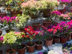 -大自然花鸟鱼虫市场