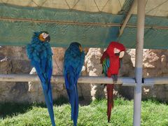 -西霞口神雕山野生动物世界