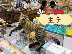 -猫的天空之城概念书店(杭州南宋御街店)