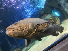 -太平洋海底世界