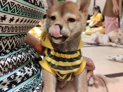 -逗柴咖啡屋·狗咖猫咖宠物桌游