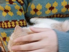 -滚猫咖啡·猫咖·猫友好撸猫(未来城店)