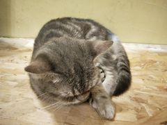 -猫色咖啡·猫咖