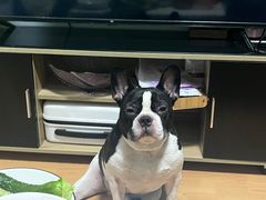 -北京赛佳动物医院