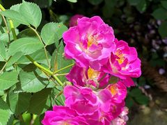 -重庆雨台山风景区