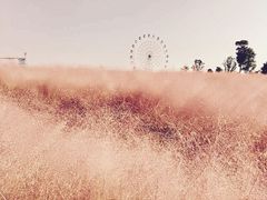 -金卉庄园