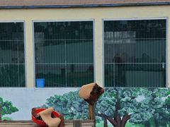 -西霞口神雕山野生动物世界