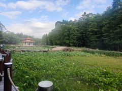 -深圳仙湖植物园