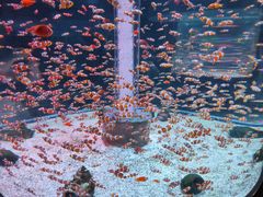 -海合安成都极地海洋公园