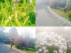 -铁山坪森林公园