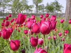 -长白岛森林公园