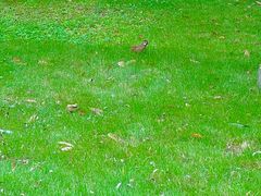 -眉山湿地公园(东坡区)