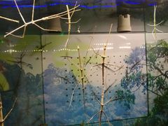 -上海大自然野生昆虫馆(东方明珠·爬宠昆虫探索中心)