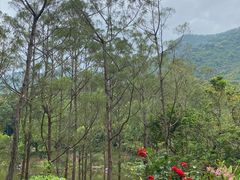 -深圳仙湖植物园