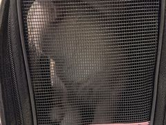 -柚子猫舍·精品猫舍购猫·猫咪认养·购宠·宠物店