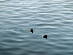 -深圳湾万象城(南山店)