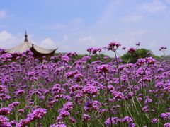 -杭州城北体育公园