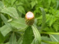 -江西阳明山国家森林公园