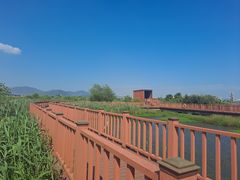 -芒洲湿地公园