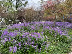 -上海共青森林公园