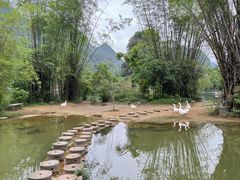 -靖西鹅泉风景区