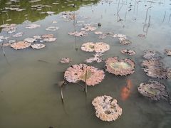 -大湾区中央湿地公园