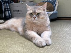 -逗柴咖啡屋·狗咖猫咖宠物桌游