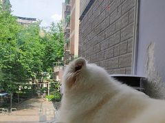 -毛绒耶耶撸宠馆·猫咖·狗咖·荷兰猪咖