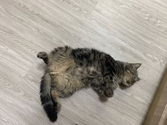 -派特宠物医院(海岸城店)