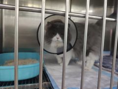 -暖阳宠物医院·犬猫康复中心·骨科