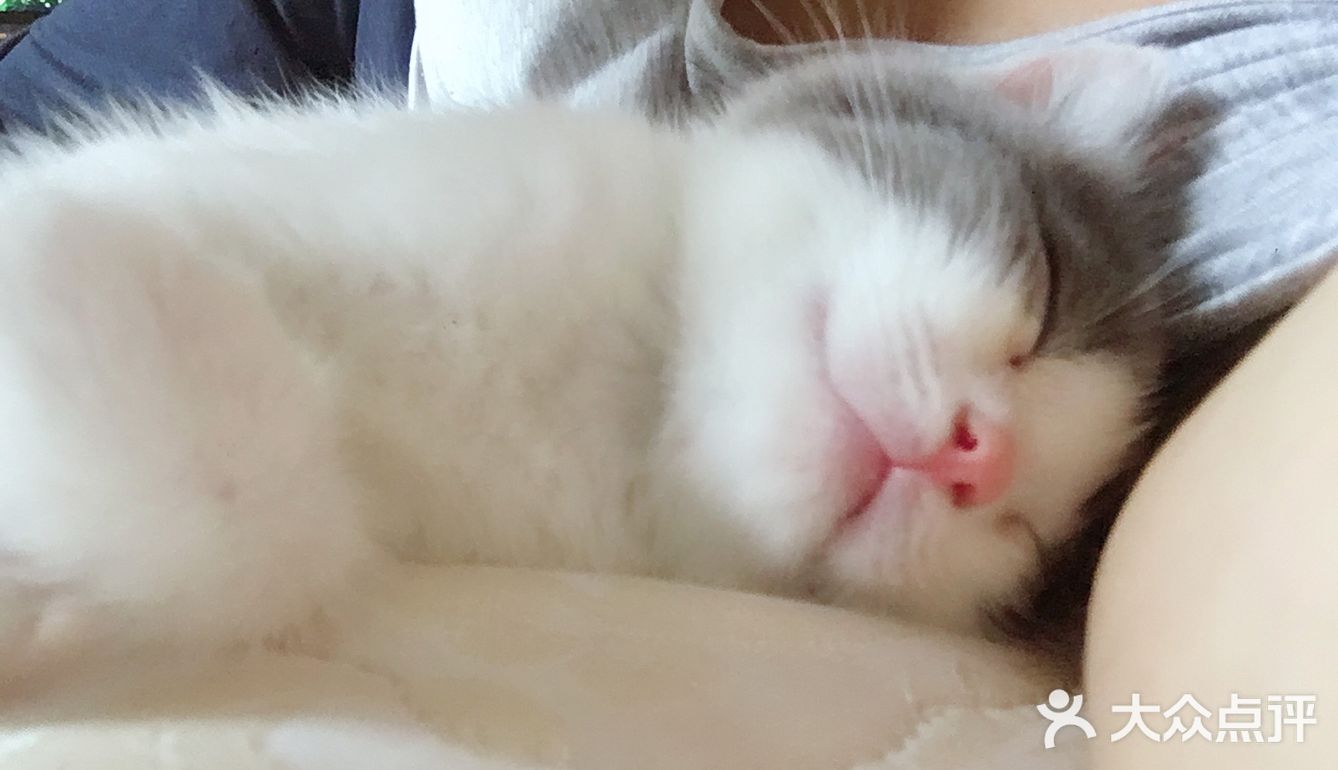 终于也变成了铲屎官[爱心]