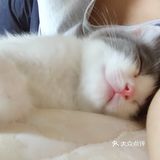 终于也变成了铲屎官[爱心]