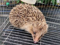 -花山蓝莓采摘园